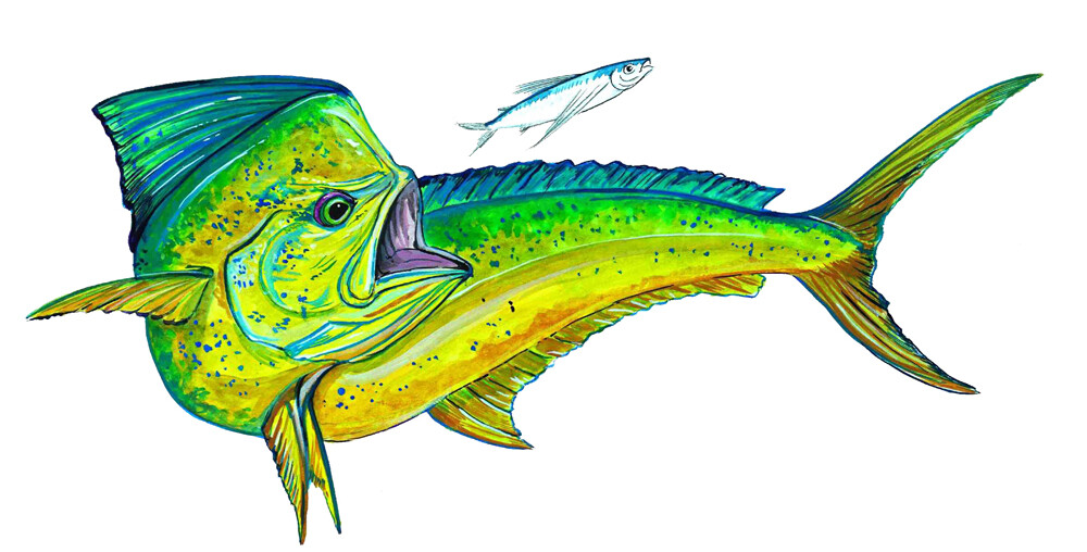 Mahi-Mahi Dolphin Dorado Fine Art Vinyl Decal Sticker Big Game Fishing Ocean