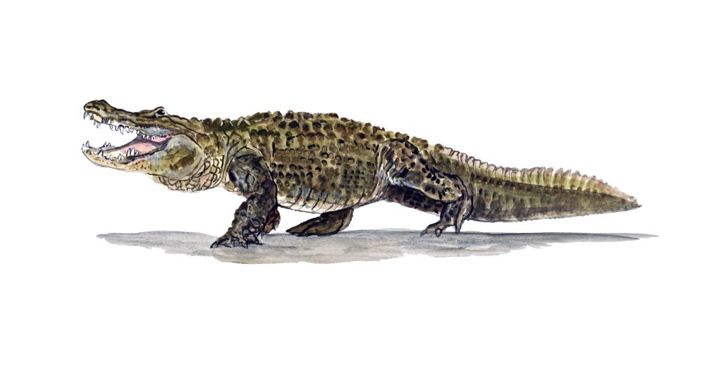 Decal Vinyl Sticker Alligator – Printed Vinyl Decal Made in USA