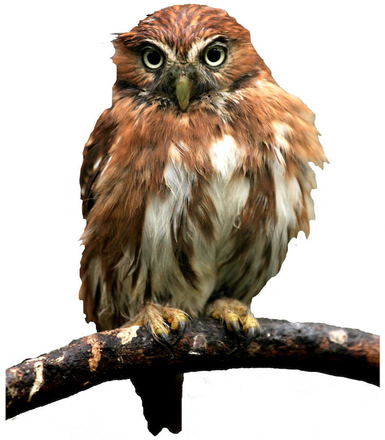 Owl Wall Decal Mural Bird Wise Wild Animals Removable Tree Branch Vinyl, a18