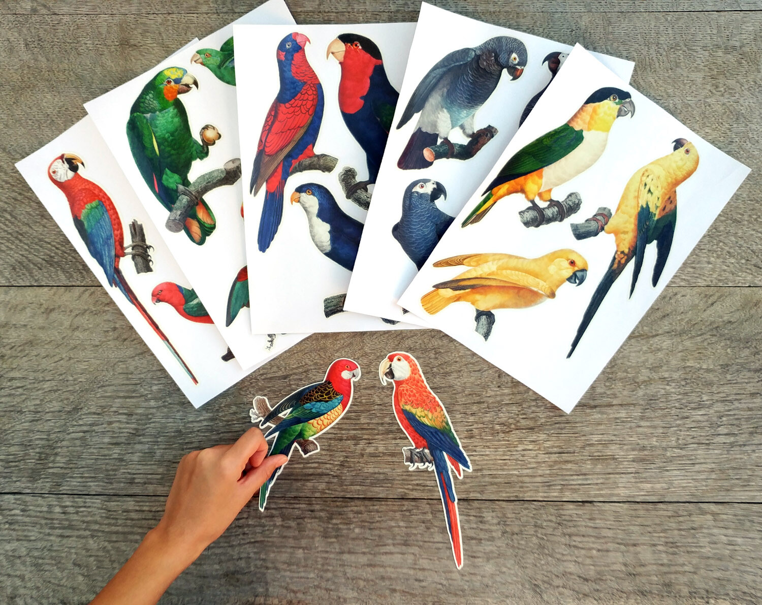 Vinyl Wall Stickers/VINTAGE COLORFUL PARROTS/Waterproof, Outdoor, Wall-Safe