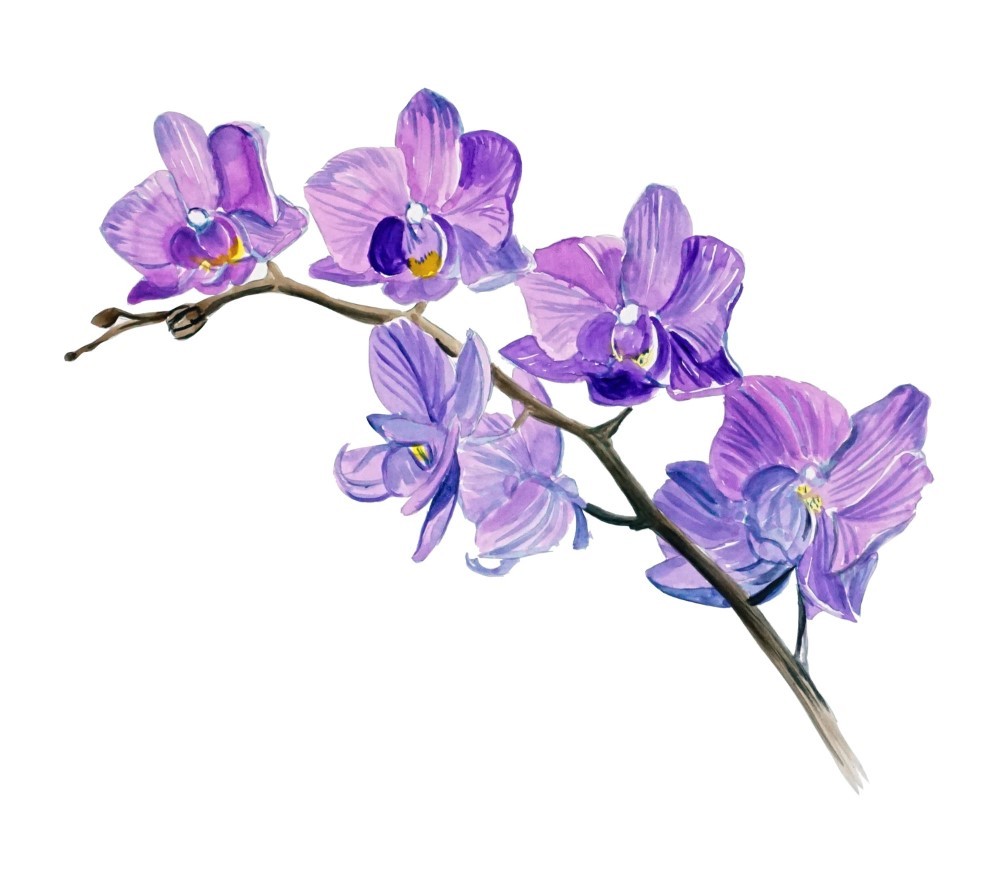 Purple Vine Orchid Orchidaceae Wild Flower Blossom Vinyl Decal Decor Sticker Art