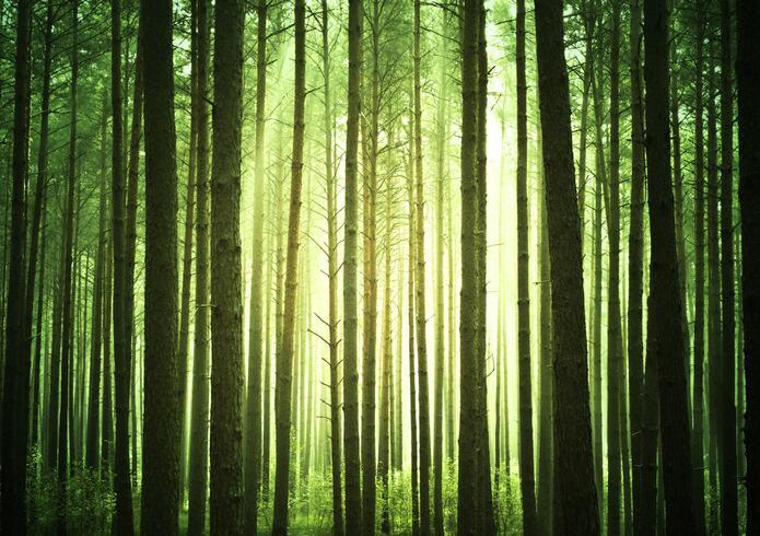 3D Forest 536 Wall Stickers Vinyl Murals Wall Print Decal Art AJ STORE AU Lemon