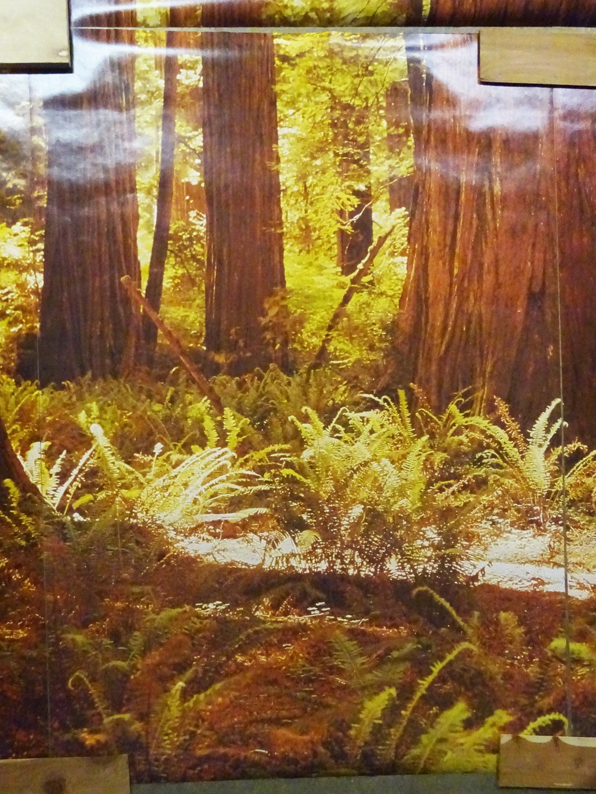 Full Wall Photo Mural Josef Muench Forest Woodland Trees Sun 8’ 8” x 12’ 6” NOS