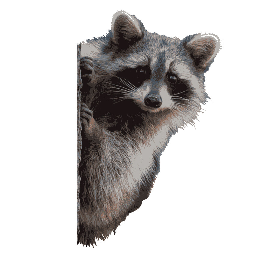 Raccoon Peering Around Wall Decal – 11" tall x 7" wide