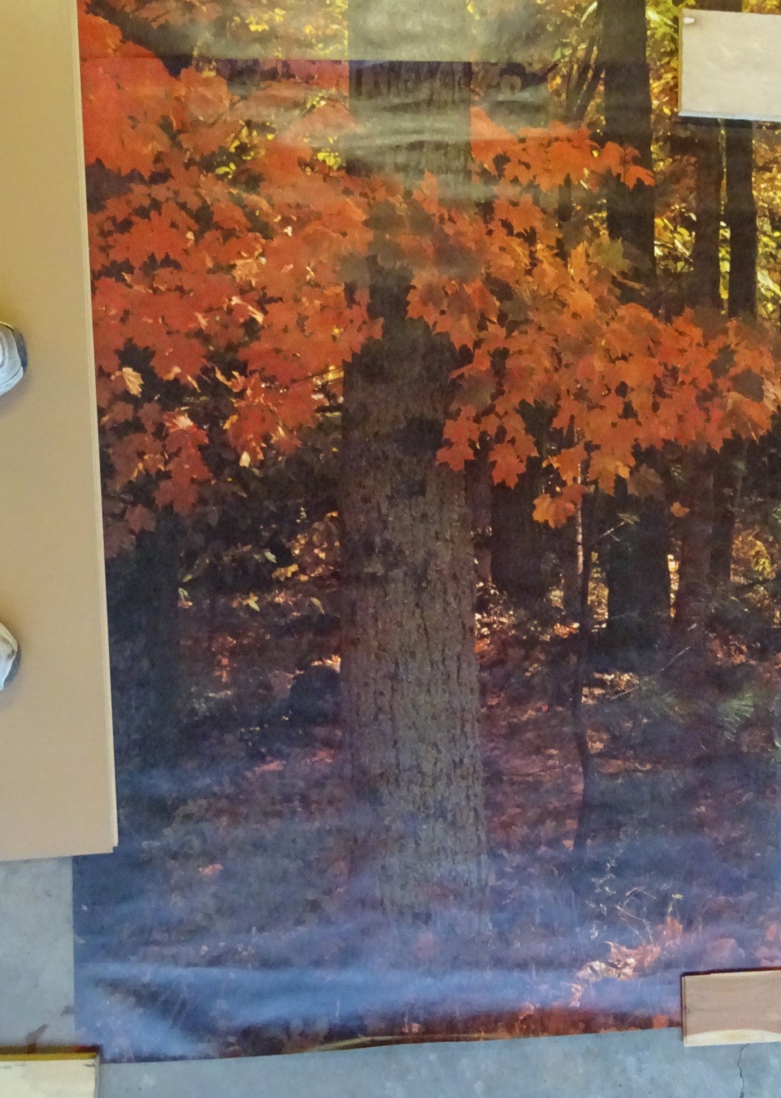 Full Wall Photo Mural Colorful Autumn Leaves Forest Path Tree 8’ 8” x 12’ 6” NOS