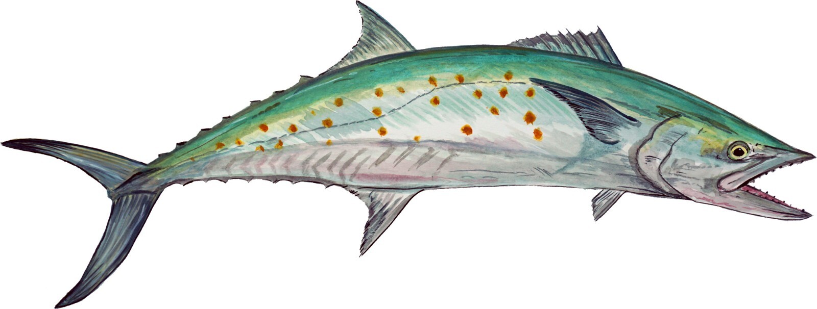 Spanish Mackerel Fish Vinyl Decal Sticker for Laptop Car Window Cups Mailbox