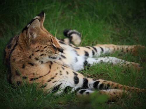 Savannah Serval Cat Lying Down Wildlife Vibrant Poster Print Paper OR Wall Vinyl