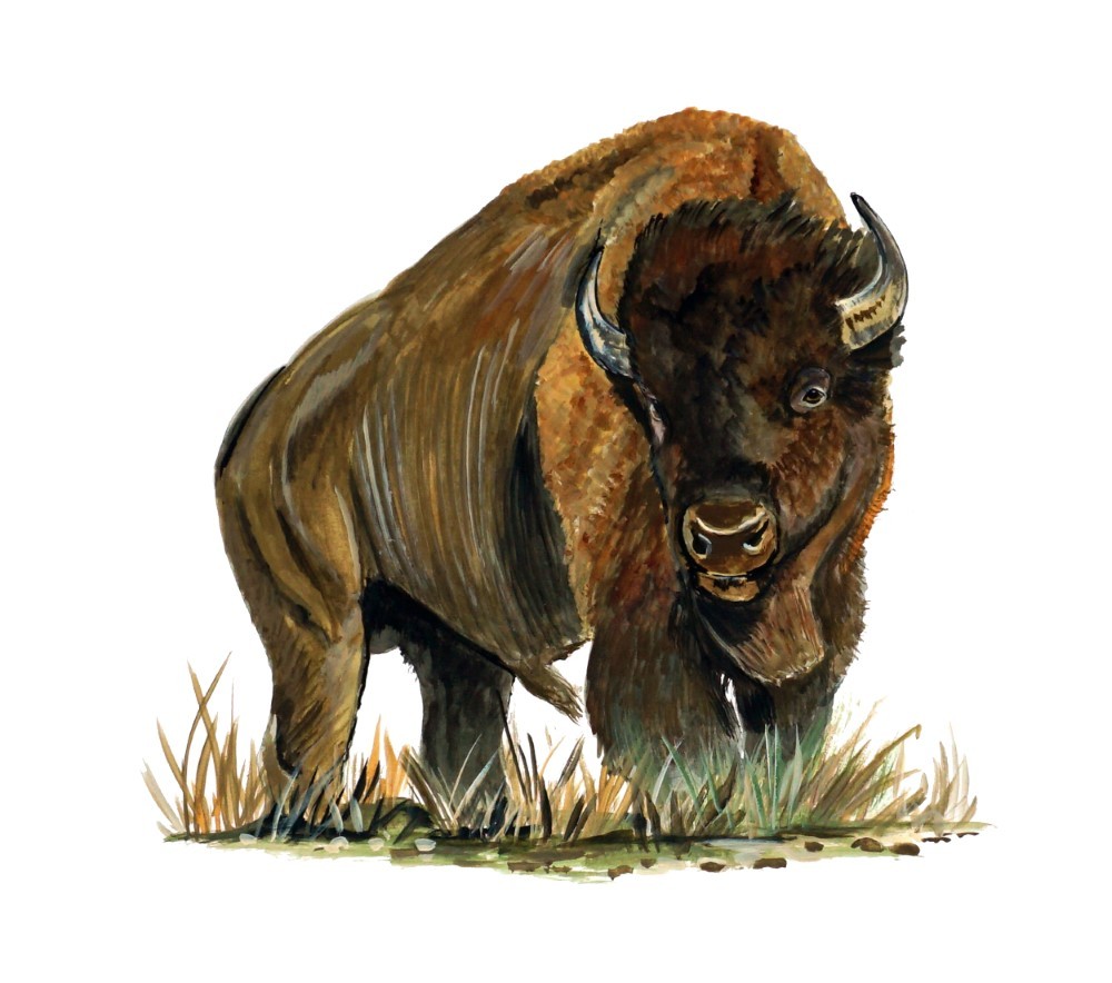 Decal Vinyl Sticker Buffalo – Printed Vinyl Decal Made in USA