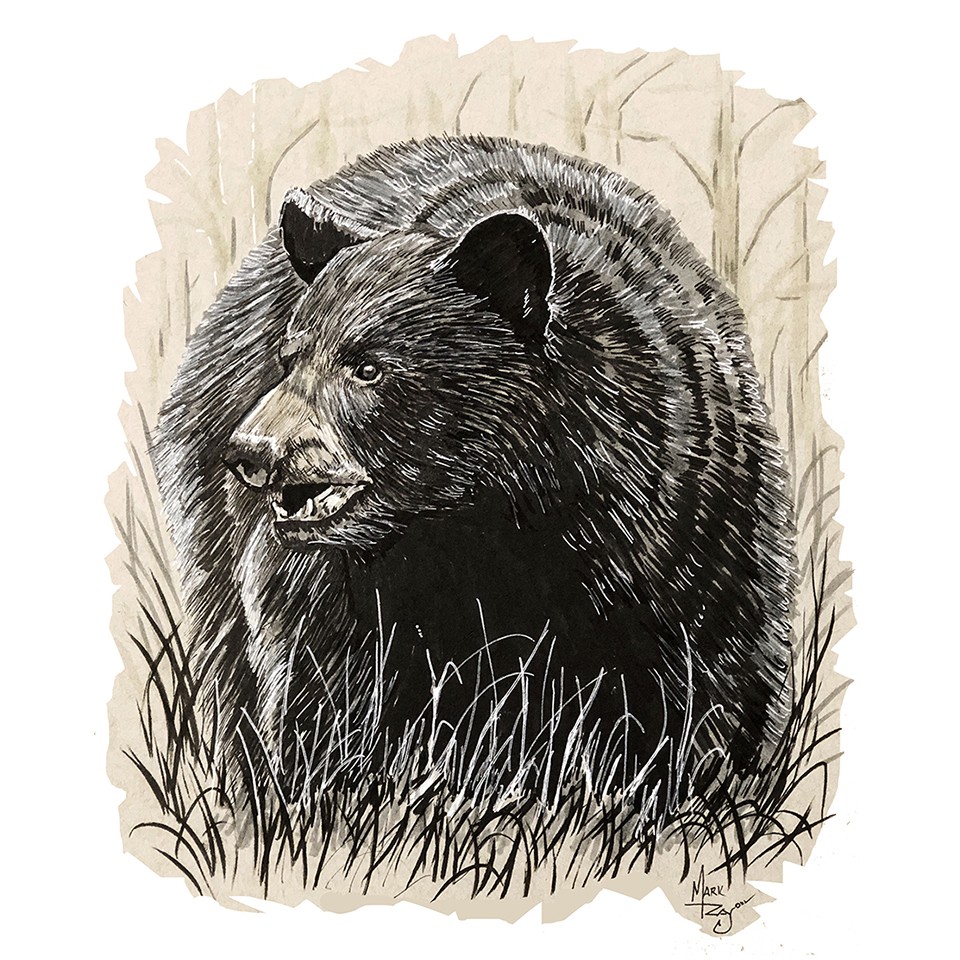Decal Vinyl Sticker Black Bear in Woods Made in USA