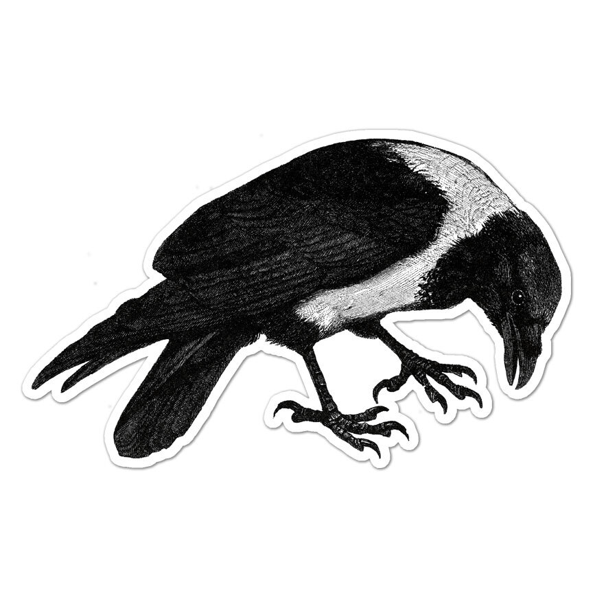 Pied Collared Crow Raven, Vinyl Decal Sticker, Indoor Outdoor, 3 Sizes, #9645