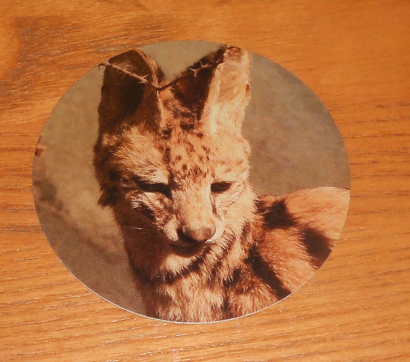 Interpol Sticker 2-Sided Original 2007 Round Promo 3” Hyena