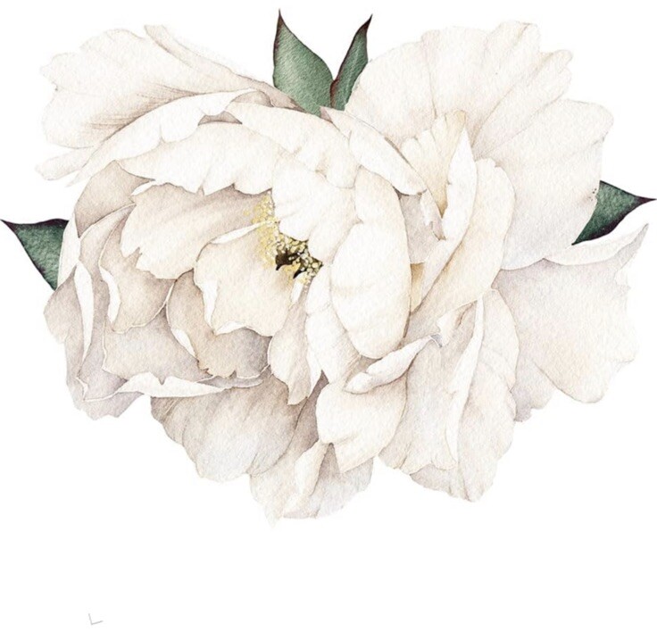 Watercolor Jumbo Floral Peonys Peel & Stick Giant Wall Decals Free Shipping