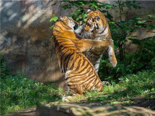2 Tigers Fighting Hugging Cute Cat Poster Print Paper OR Wall Vinyl