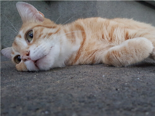 Orange Tabby Looking Left Laying Down Cute Cat Poster Print Paper OR Wall Vinyl
