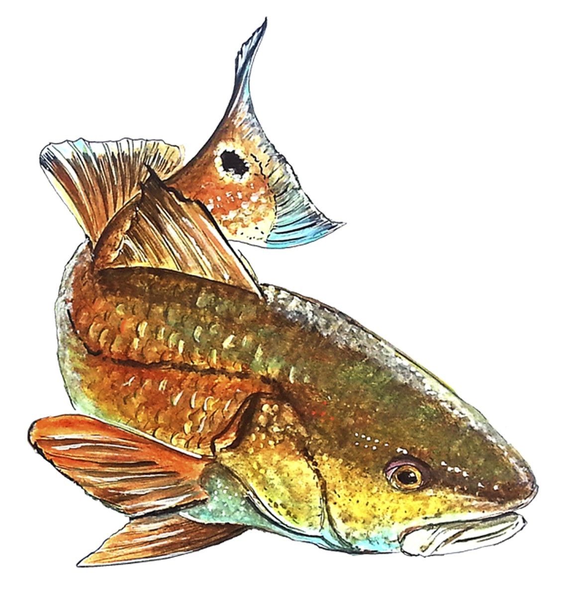 Red Fish Old Drum Vinyl Decal Sticker Truck Boat Car Tumbler Cooler Cup Tablet