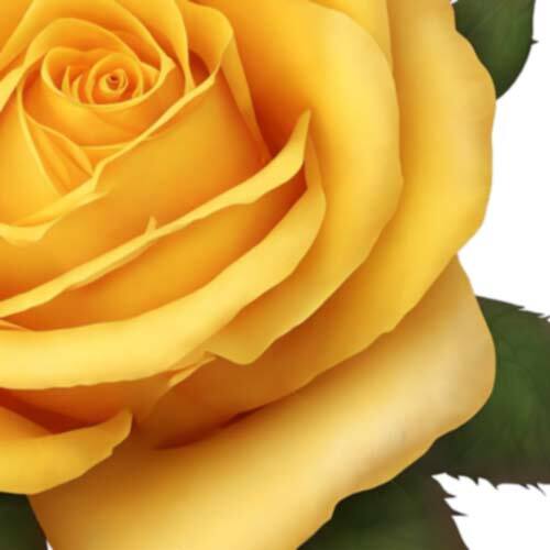 Yellow Rose – Flower Stickers Cute Golden Flowery Decals M36753 – Set of 2