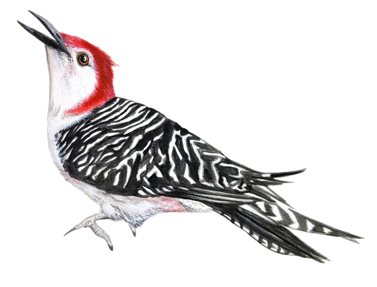 Woodpecker Bird High Quality Decal Sticker Truck Car Tumbler Cooler Cup Laptop