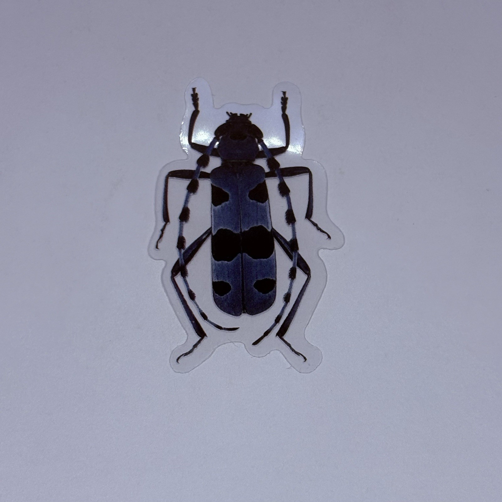 Rosalia Alpine Beetle Sticker Realistic Insect Art Transparent Decal Vinyl Tc9