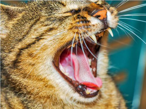 Yawning Kitten Funny Laughing Cute Cat Vibrant Poster Print Paper OR Wall Vinyl