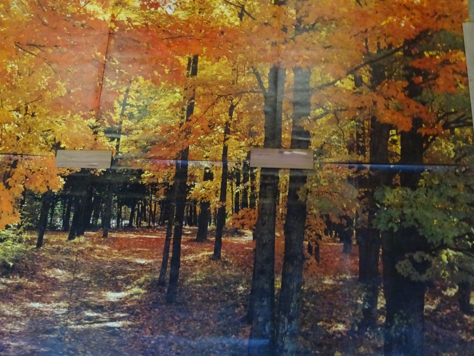 Full Wall Photo Mural Colorful Autumn Leaves Forest Path Tree 8’ 8” x 12’ 6” NOS
