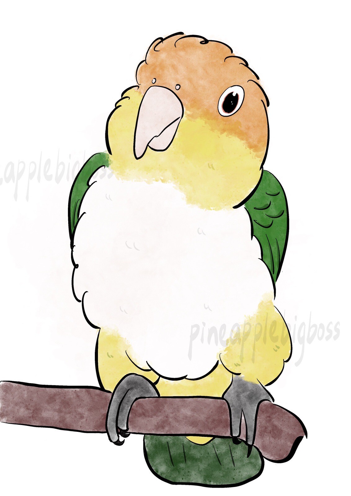 White Bellied Caique CAR Sticker Outdoor use / UV & Water Proof Parrot Sticker