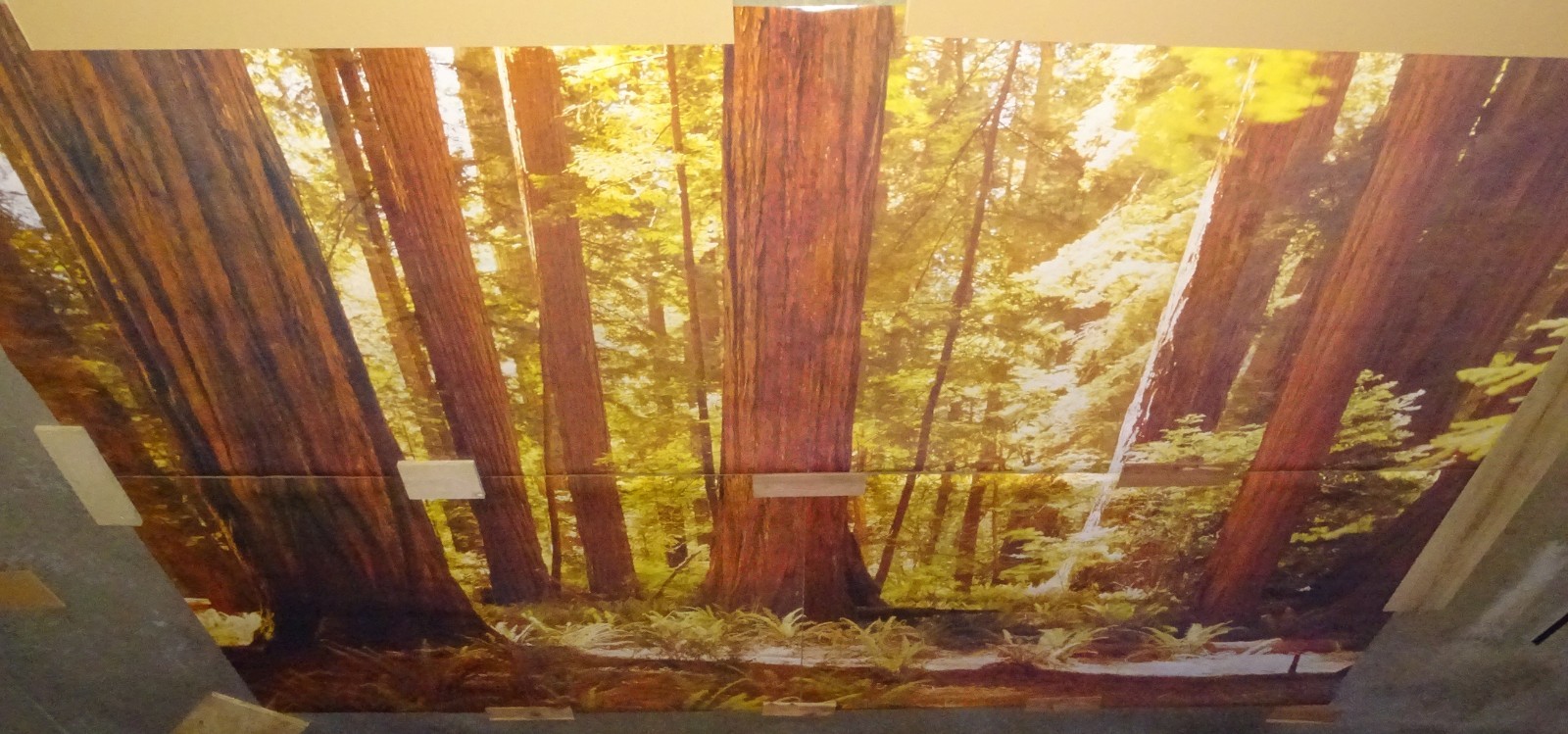 Full Wall Photo Mural Josef Muench Forest Woodland Trees Sun 8’ 8” x 12’ 6” NOS