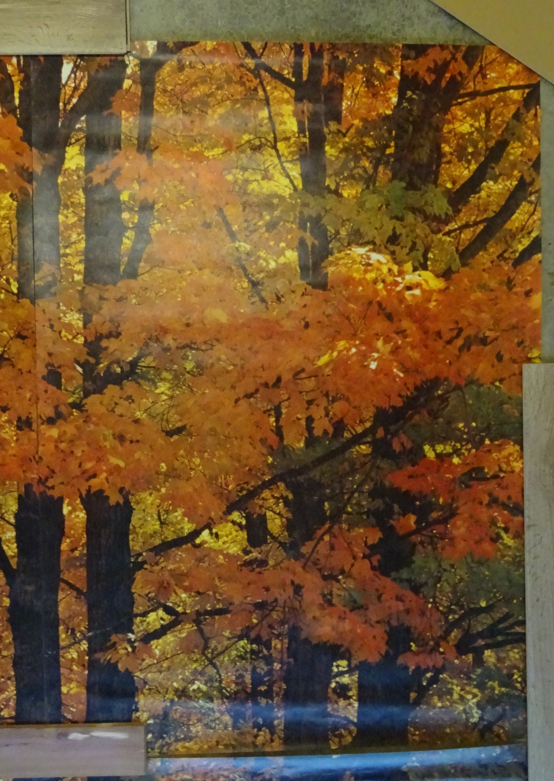 Full Wall Photo Mural Colorful Autumn Leaves Forest Path Tree 8’ 8” x 12’ 6” NOS