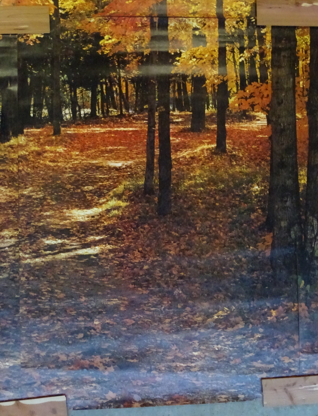 Full Wall Photo Mural Colorful Autumn Leaves Forest Path Tree 8’ 8” x 12’ 6” NOS