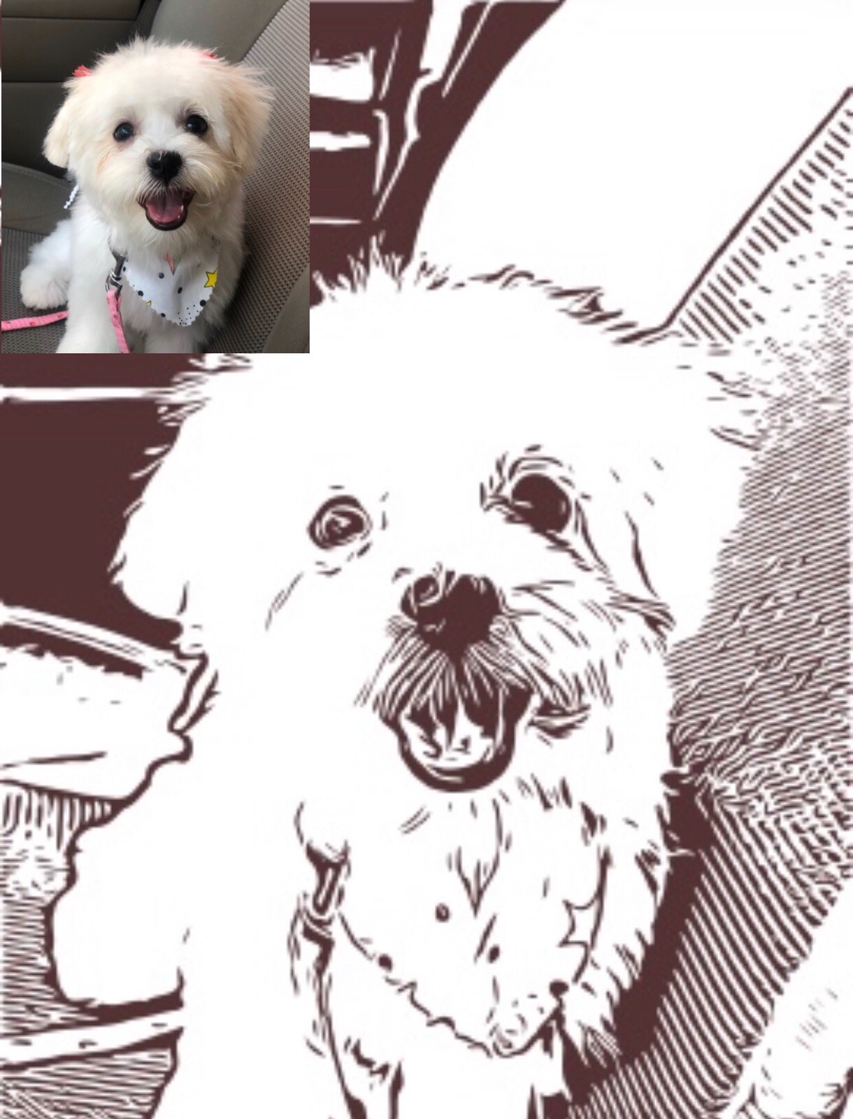 Personalized Pet Pics Pet Photo Custom Decal Sticker Birthday Gift Keepsake Sale