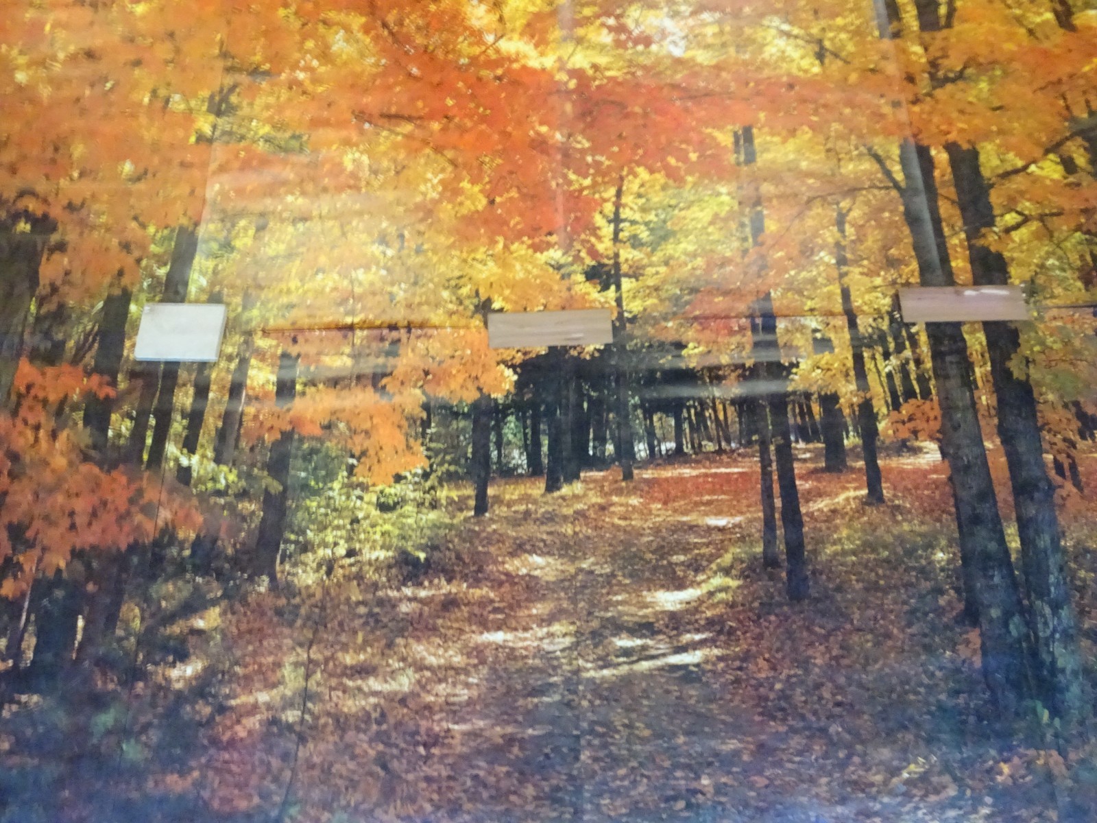 Full Wall Photo Mural Colorful Autumn Leaves Forest Path Tree 8’ 8” x 12’ 6” NOS