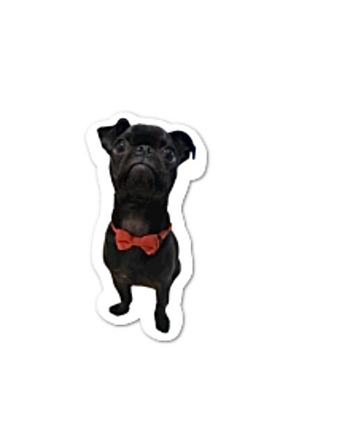 Black Pug Puppy Sticker