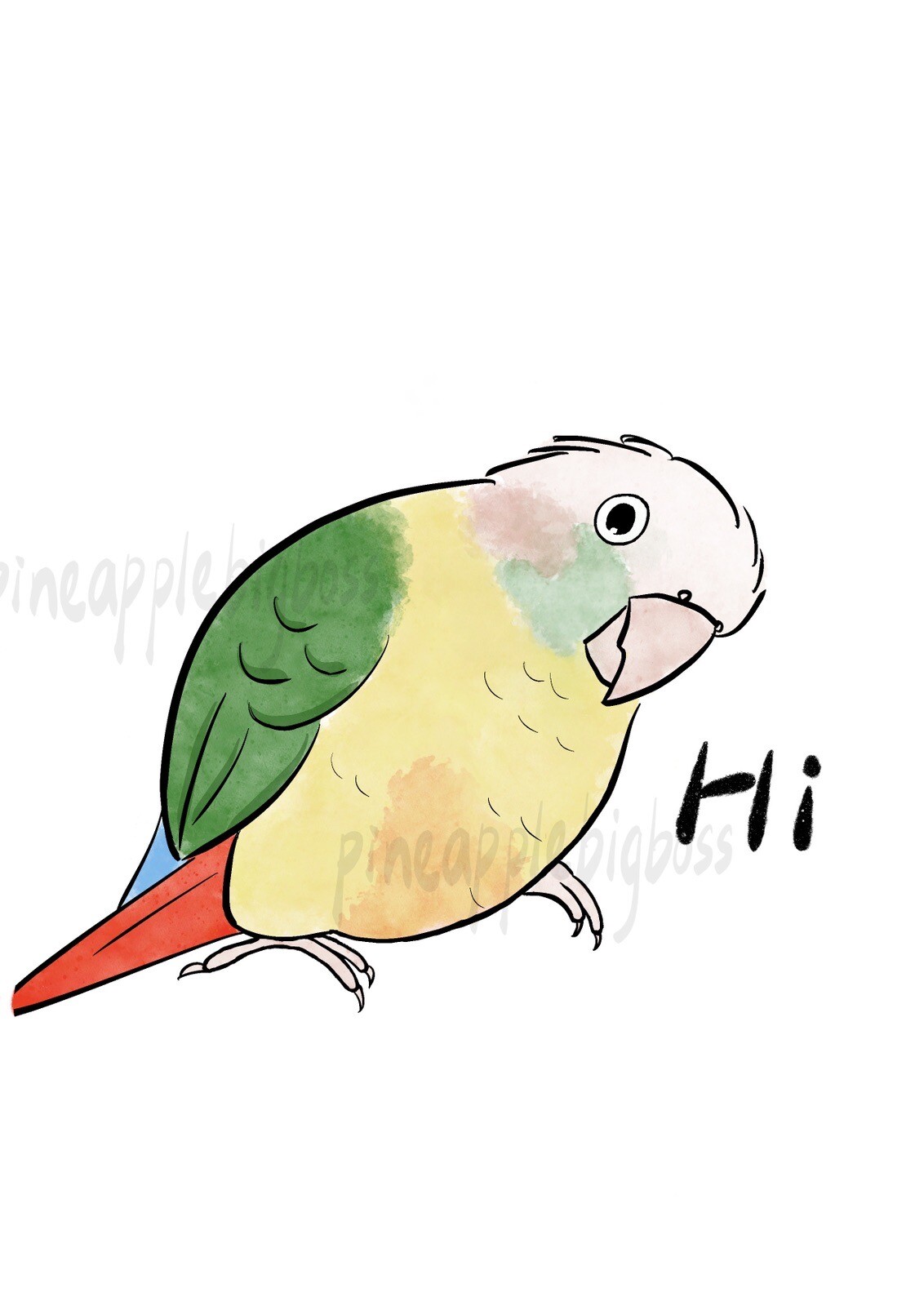 Green Cheek Conure CAR Stickers (cinnamon ) Outdoor use / UV & Water Proof