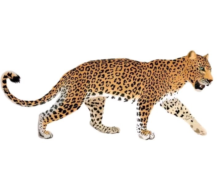 New Vinyl Leopard Wall Decal 24in By 12in (2ft By 1 ft)