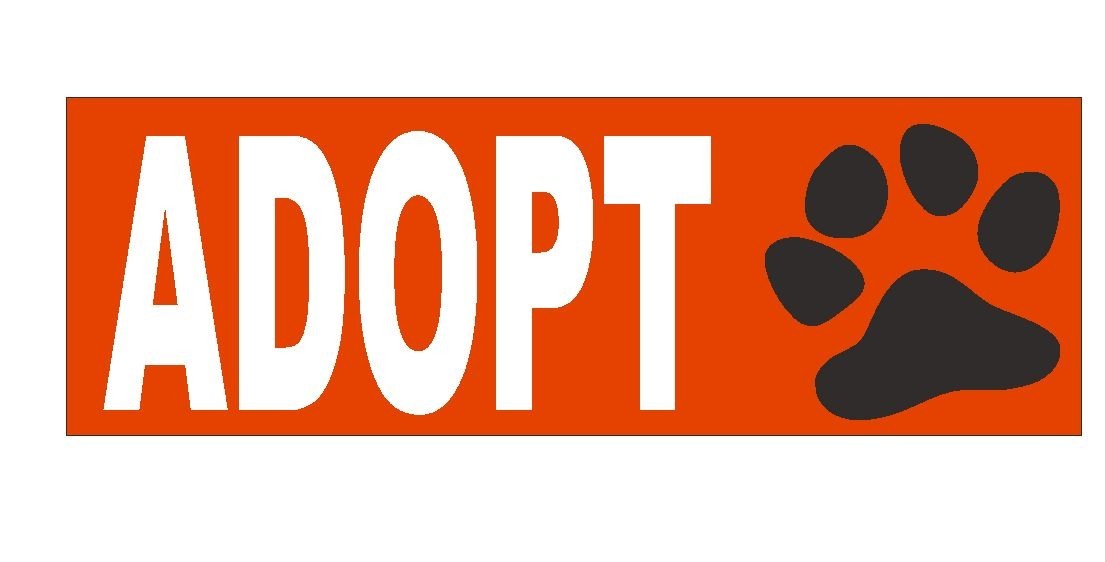 Adopt Bumper Sticker or Helmet Sticker D438 ANIMAL RIGHTS Cat DOG Pet