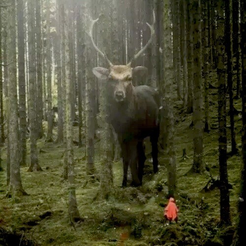 Mystical, Haunting, Outdoorsman, Nature, Deer Society 6 Sold Out Large Mural 8×8