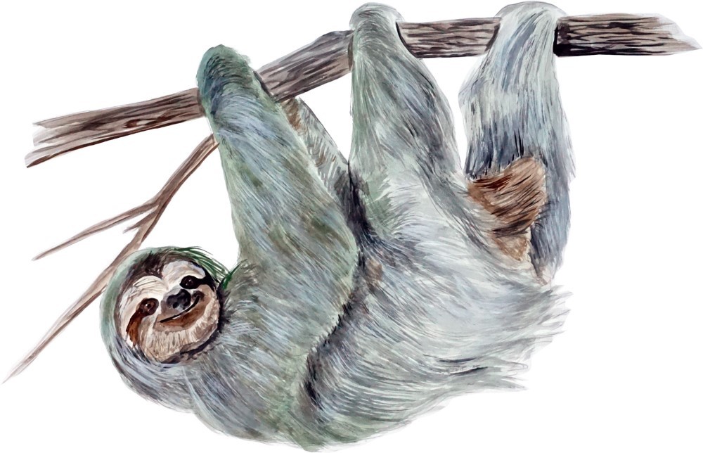 Decal Vinyl Sticker Sloth – Printed Vinyl Decal Made in USA