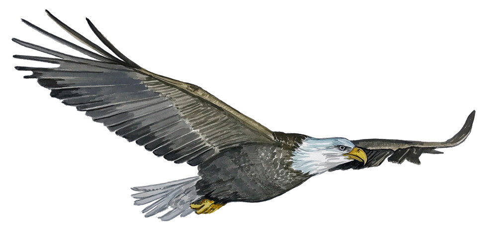 Bald Eagle High Quality Window Car Auto Truck SUV Printed Vinyl Decal HD Sticker