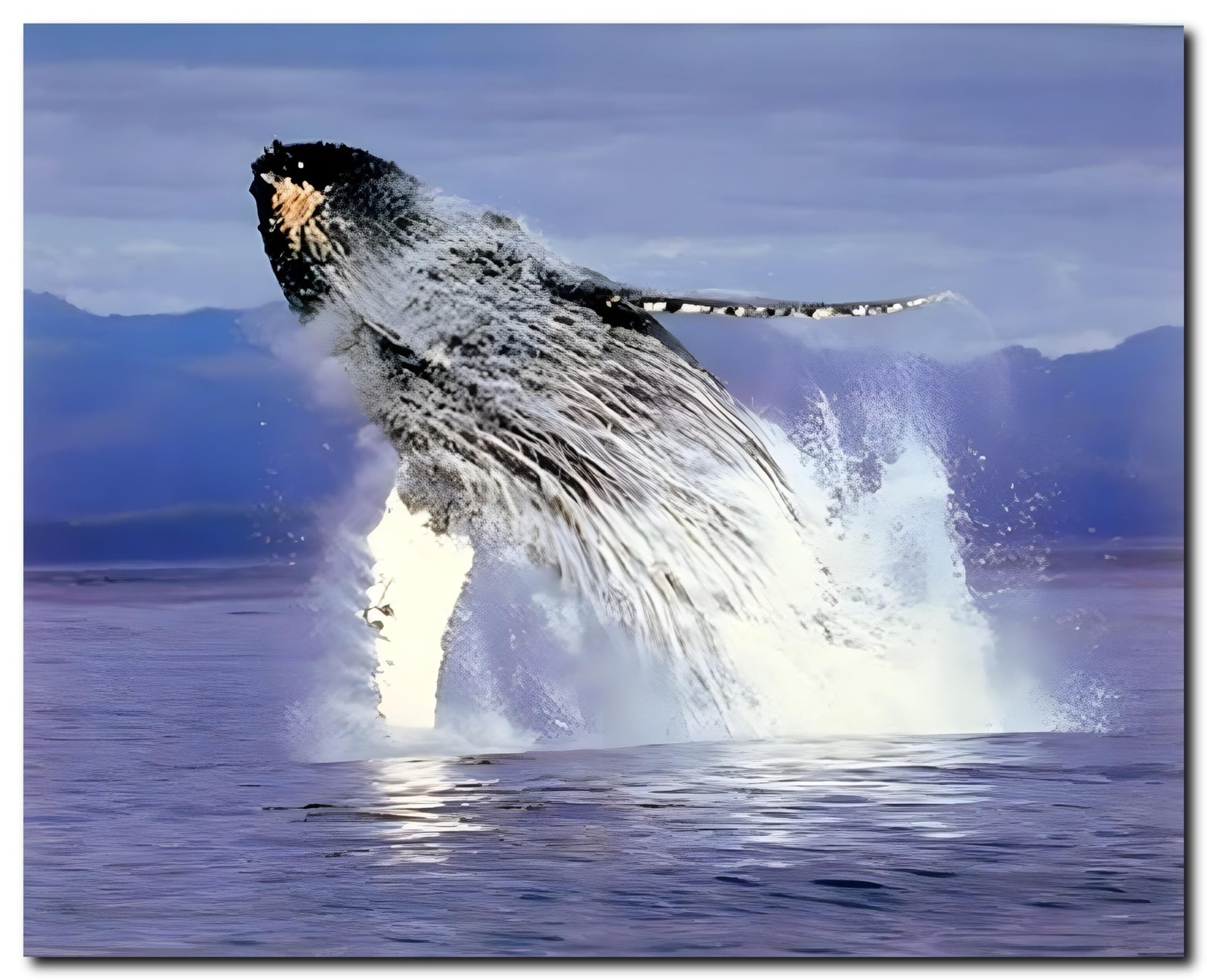 Humpback Sea Whale Ocean Animal Wall Decor Art Print Poster (16×20)