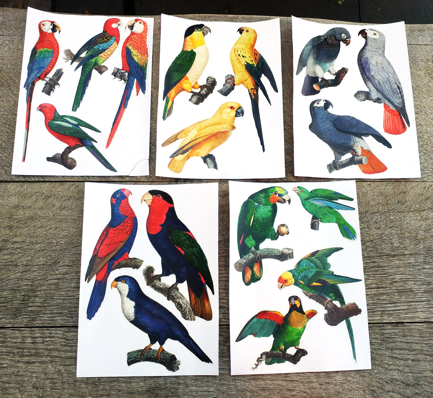Vinyl Wall Stickers/VINTAGE COLORFUL PARROTS/Waterproof, Outdoor, Wall-Safe