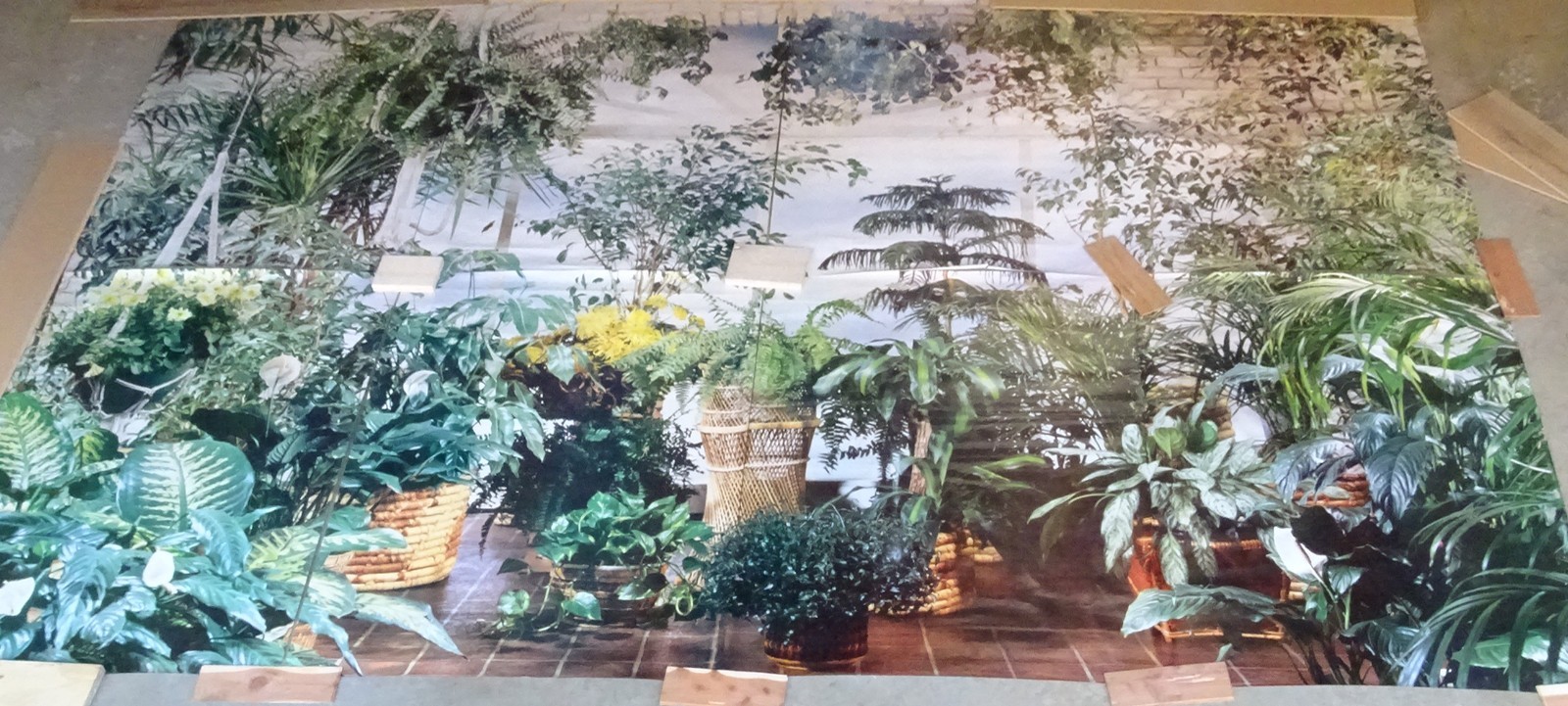 Full Wall Size Mural Tropical Plants Huge Window 8’ 8” x 12’ 6” NOS 108 Sq Ft A