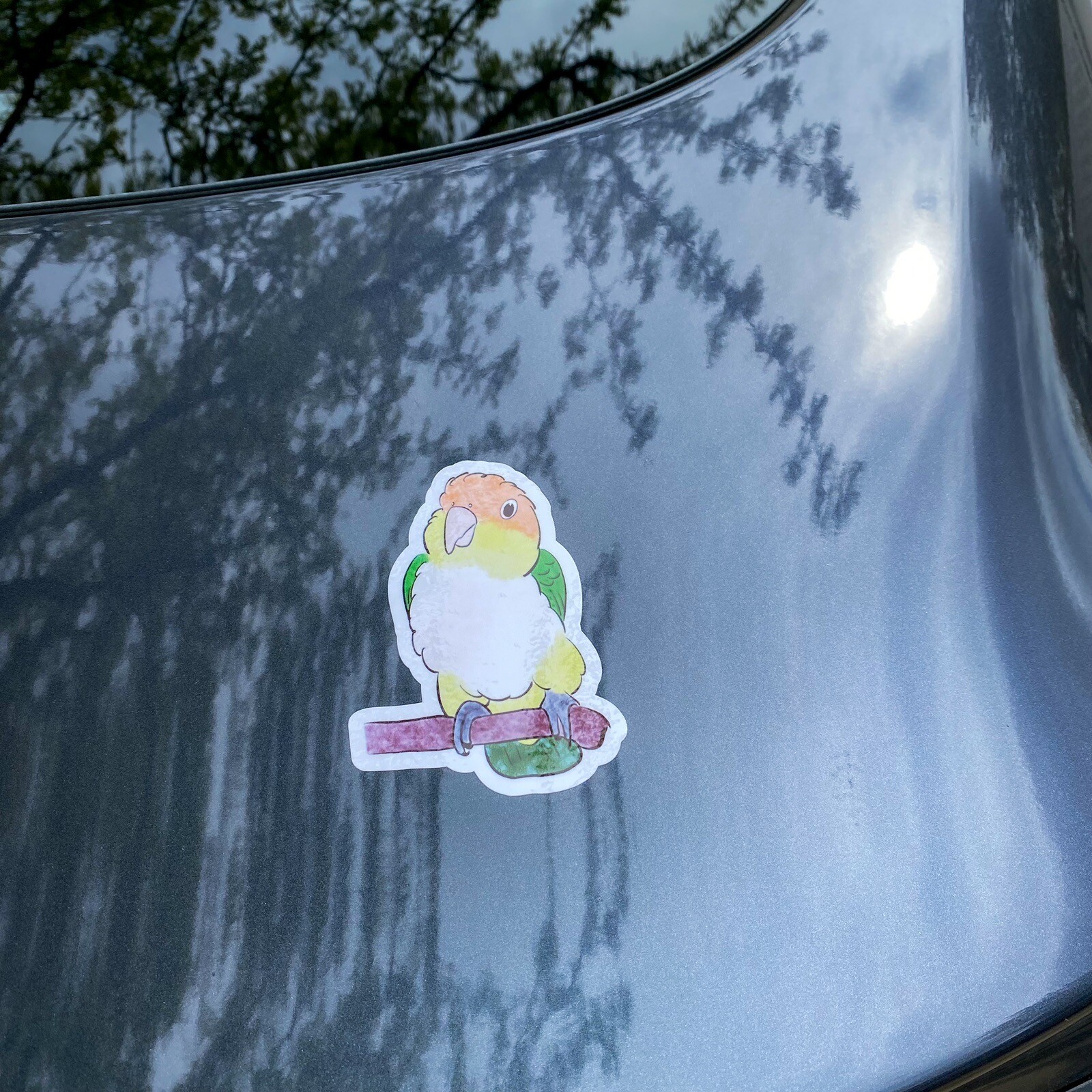 White Bellied Caique CAR Sticker Outdoor use / UV & Water Proof Parrot Sticker