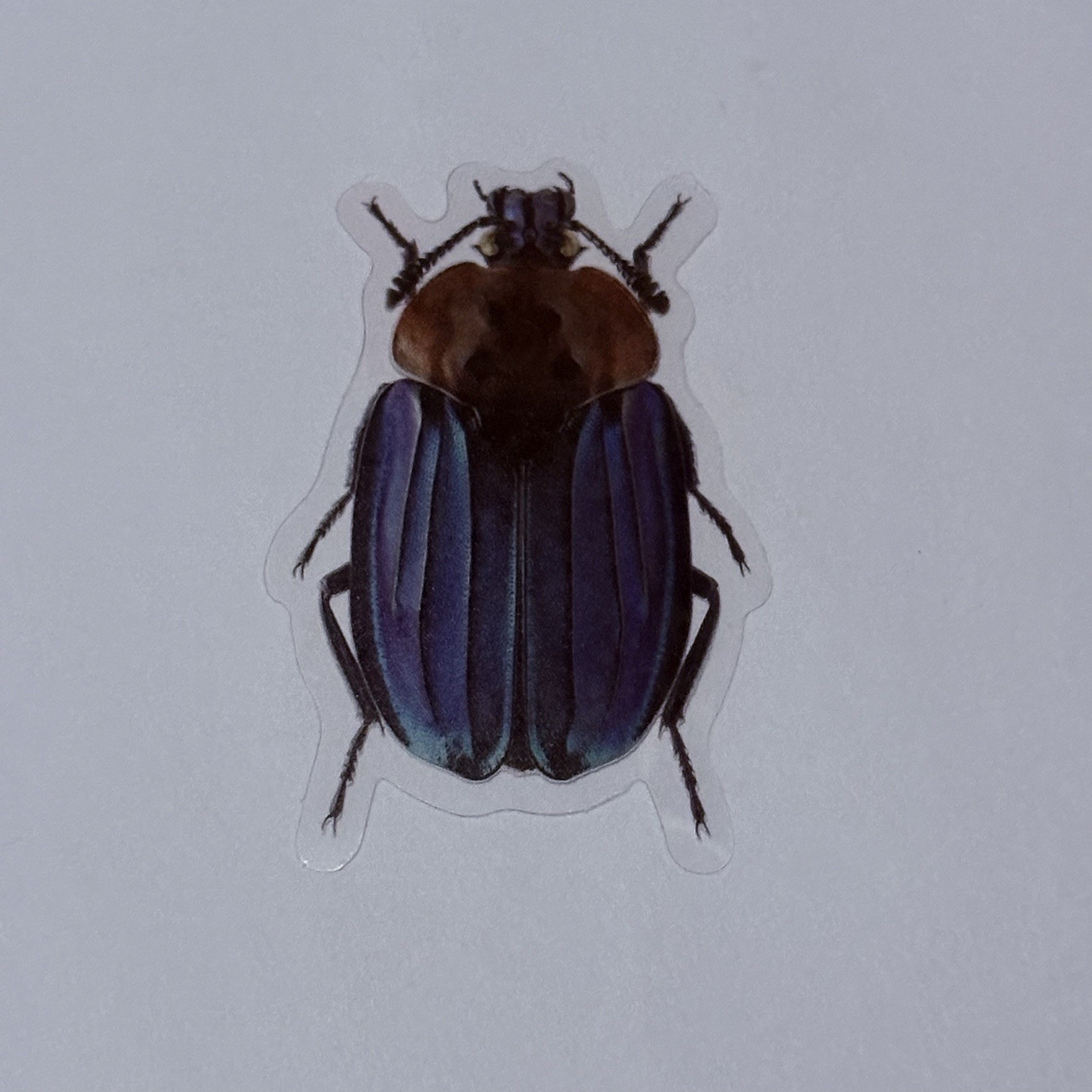 Blue Silphidae Beetle Sticker Realistic Insect Art Transparent Decal Vinyl Tc9