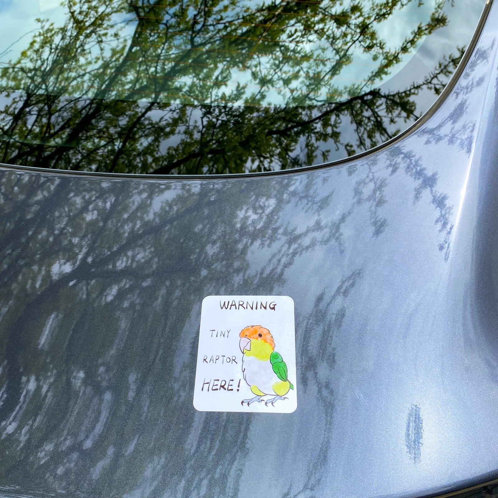 Caique CAR Sticker White Bellied Caique Sticker Outdoor use / UV & Water Proof