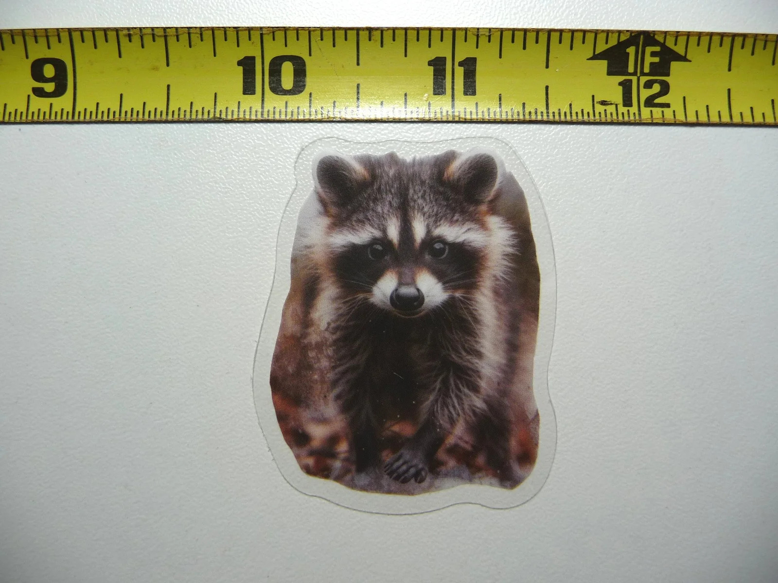 RACCOON SMALL STICKER DECAL WILDLIFE COLORFUL ZOO FUNNY