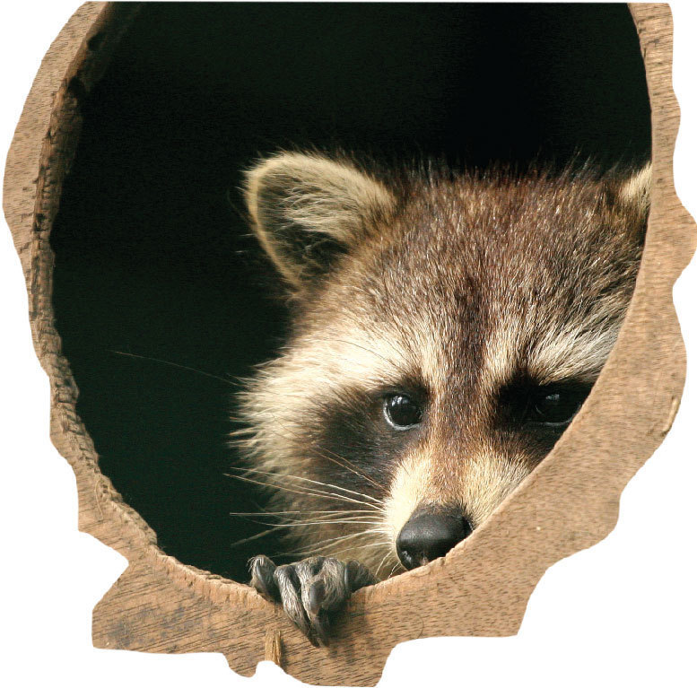 Raccoon Wall Decal 3d Wall Sticker Peel and Stick Removable Wallpaper Mural. a39