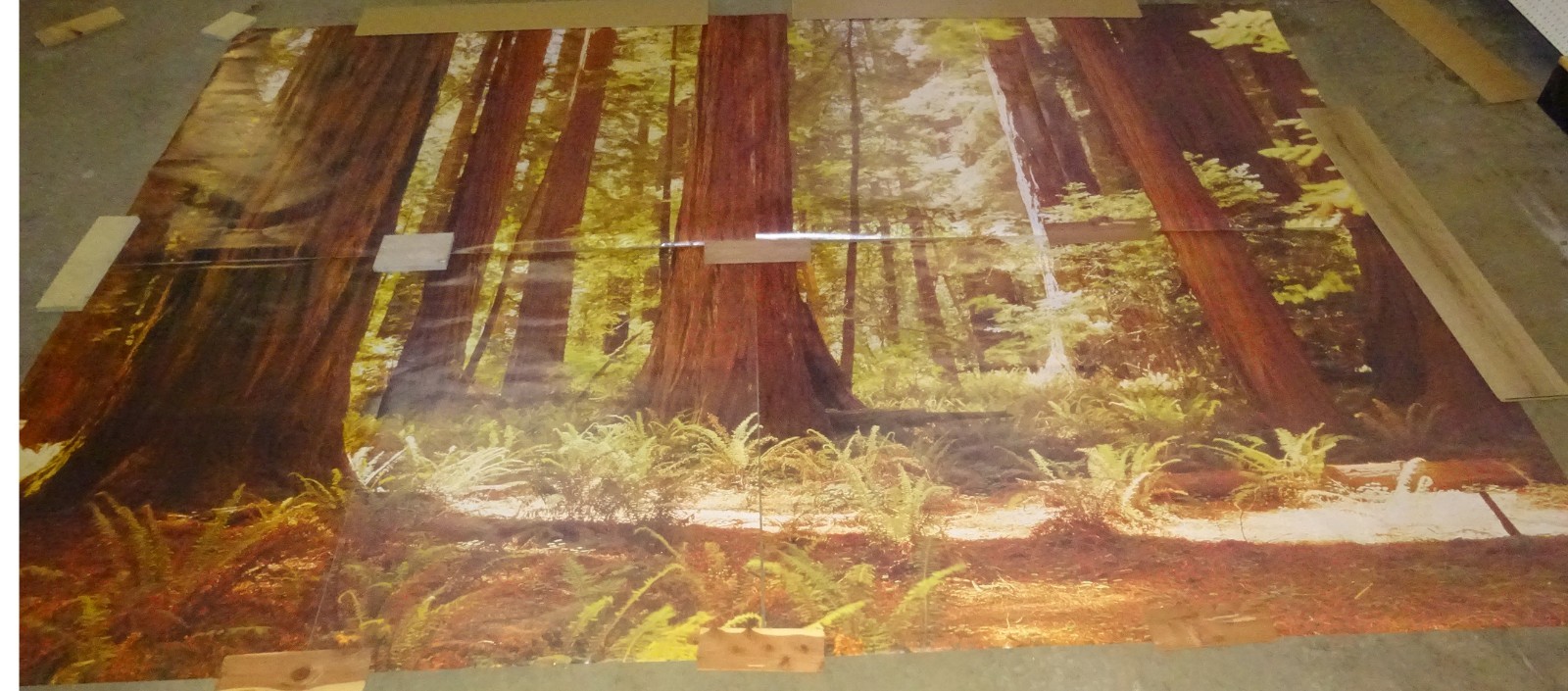Full Wall Photo Mural Josef Muench Forest Woodland Trees Sun 8’ 8” x 12’ 6” NOS