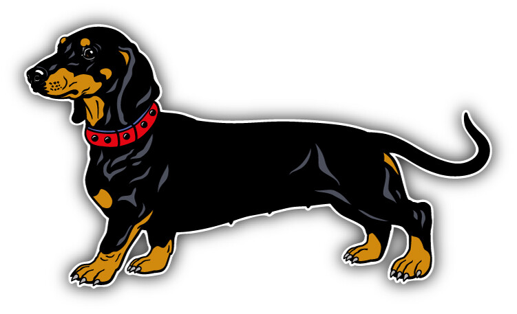 Smooth haired Dachshund Dog Car Bumper Sticker Decal