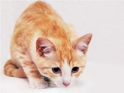 Tabby Close Up Looking Down Cute Cat Poster Print Paper OR Wall Vinyl