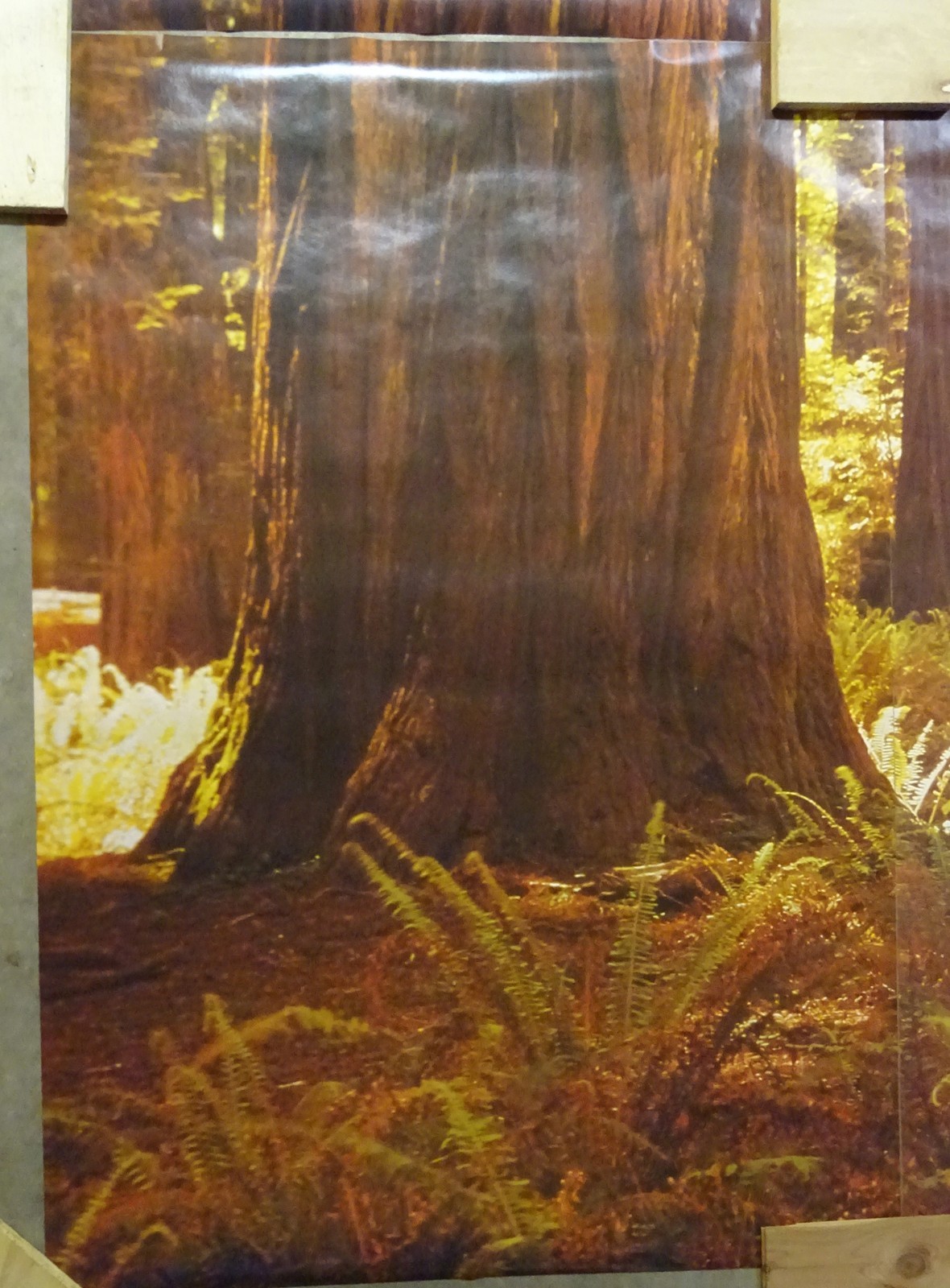 Full Wall Photo Mural Josef Muench Forest Woodland Trees Sun 8’ 8” x 12’ 6” NOS