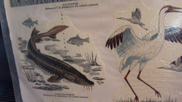VINTAGE 1977 SEALED MEYERCORD VINYL DECALS – ENDANGERED WILD AMERICA ANIMALS